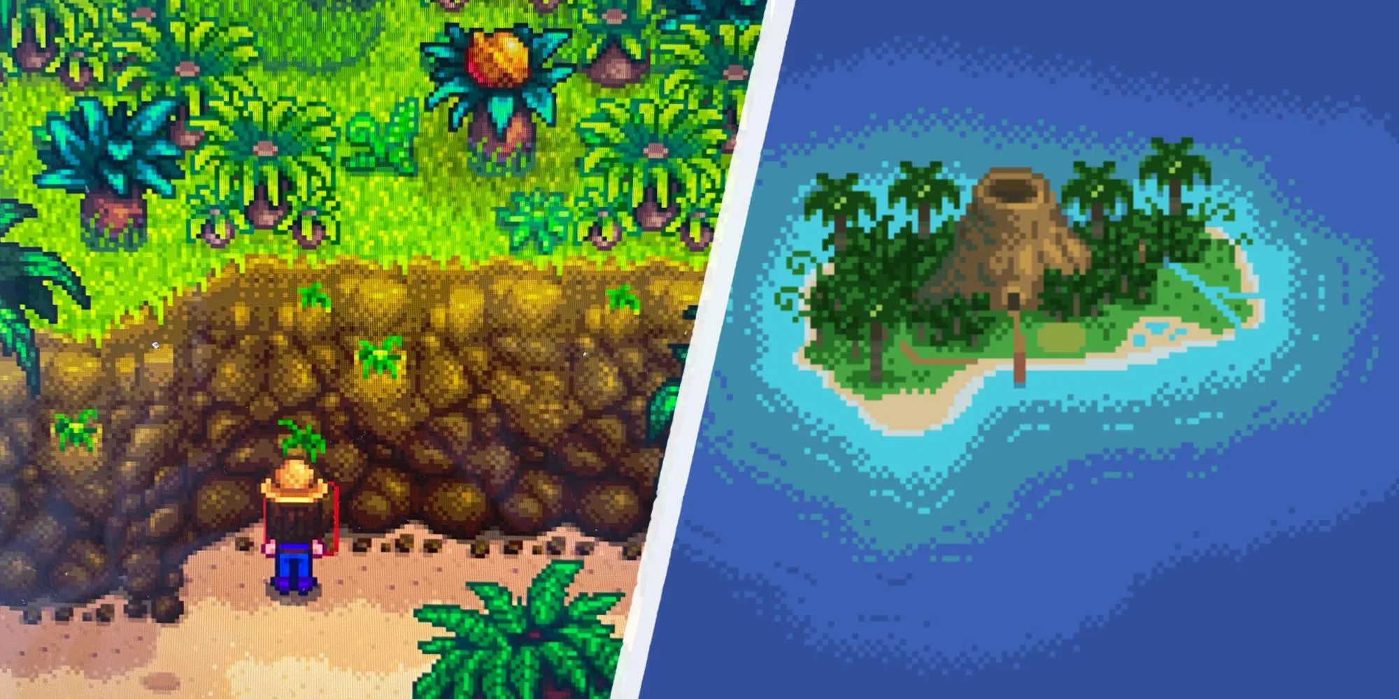 Nông dân đang tìm kiếm Quả Óc Chó Vàng trên Đảo Gừng trong Stardew Valley
